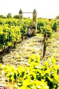 11122067_916890205016660_1751832730197663981_o